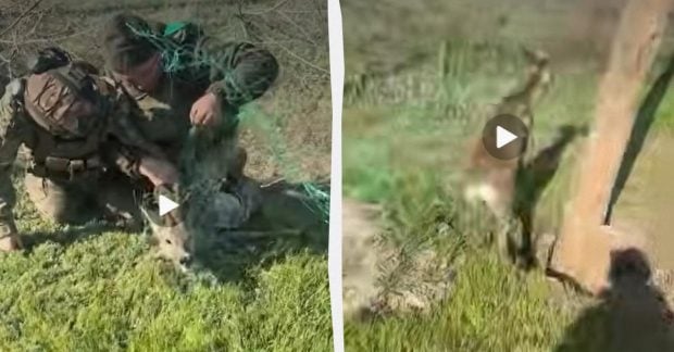 Прикордонники України врятували косулю, заплутану в антидроновій сітці 23