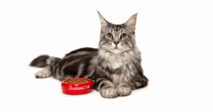 Захист собак і котів від кліщів навесні: профілактика, догляд і підтримка імунітету 29