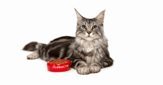 Захист собак і котів від кліщів навесні: профілактика, догляд і підтримка імунітету 1