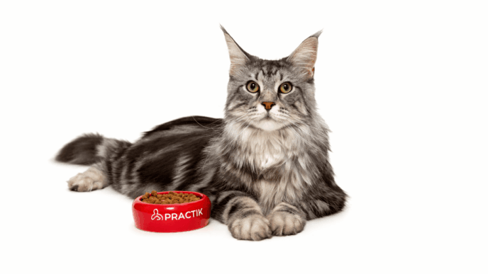 Захист собак і котів від кліщів навесні: профілактика, догляд і підтримка імунітету 7