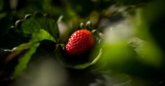 Вирощування домашньої полуниці на балконі: поради для новачків 1