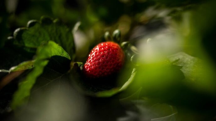 Вирощування домашньої полуниці на балконі: поради для новачків 11