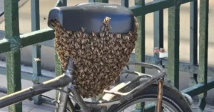 Рій із 10 тисяч бджіл обгорнув велосипед біля входу до метро «Пале‑Руаяль — Мюзе‑дю‑Лувр» 35