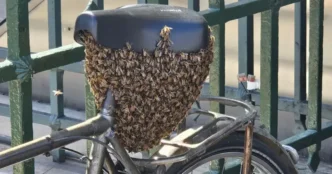Рій із 10 тисяч бджіл обгорнув велосипед біля входу до метро «Пале‑Руаяль — Мюзе‑дю‑Лувр» 9
