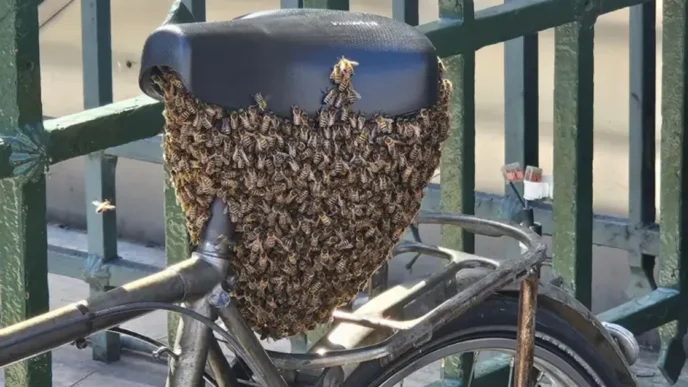 Рій із 10 тисяч бджіл обгорнув велосипед біля входу до метро «Пале‑Руаяль — Мюзе‑дю‑Лувр» 11