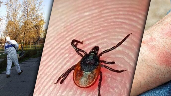Хвороба Лайма в Києві 2026: симптоми, ризики та профілактика 7