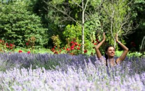 Всеукраїнський день лаванди: пропозиція офіційного свята в Україні 47