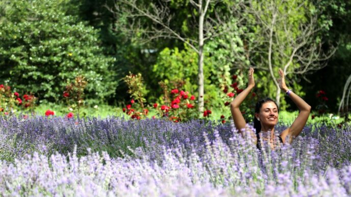 Всеукраїнський день лаванди: пропозиція офіційного свята в Україні 7