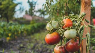Як виготовити економічне рідке добриво з цибульних відходів для помідорів 9