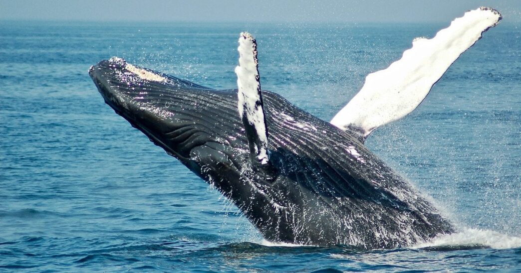 Горбатий кит Тіммі успішно повернувся у Північне море після порятунку 4 Горбатий кит Тіммі успішно повернувся у Північне море після порятунку 3