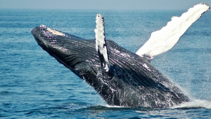 Горбатий кит Тіммі успішно повернувся у Північне море після порятунку 135
