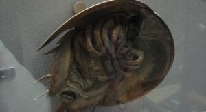 Новий вид древнього мечохвоста Polonolimulus zaleziankensis знайдено в польських горах 31