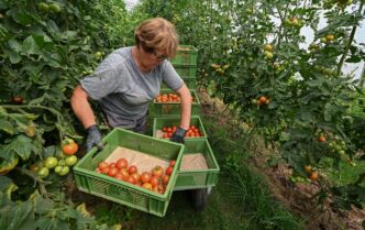 Туреччина постачає 63 % томатів в Україну: чому вітчизняні теплиці не витримують конкуренції 5