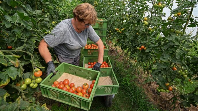 Туреччина постачає 63 % томатів в Україну: чому вітчизняні теплиці не витримують конкуренції 8 Туреччина постачає 63 % томатів в Україну: чому вітчизняні теплиці не витримують конкуренції 7