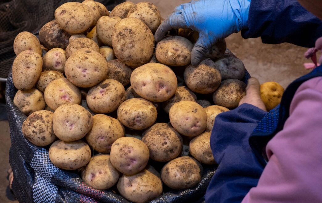 Імпорт картоплі в Україну у 2025‑2026 роках: роль Єгипту та фактори зростання 4 Імпорт картоплі в Україну у 2025‑2026 роках: роль Єгипту та фактори зростання 3