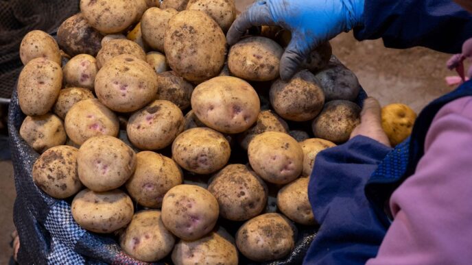 Імпорт картоплі в Україну у 2025‑2026 роках: роль Єгипту та фактори зростання 16 Імпорт картоплі в Україну у 2025‑2026 роках: роль Єгипту та фактори зростання 15