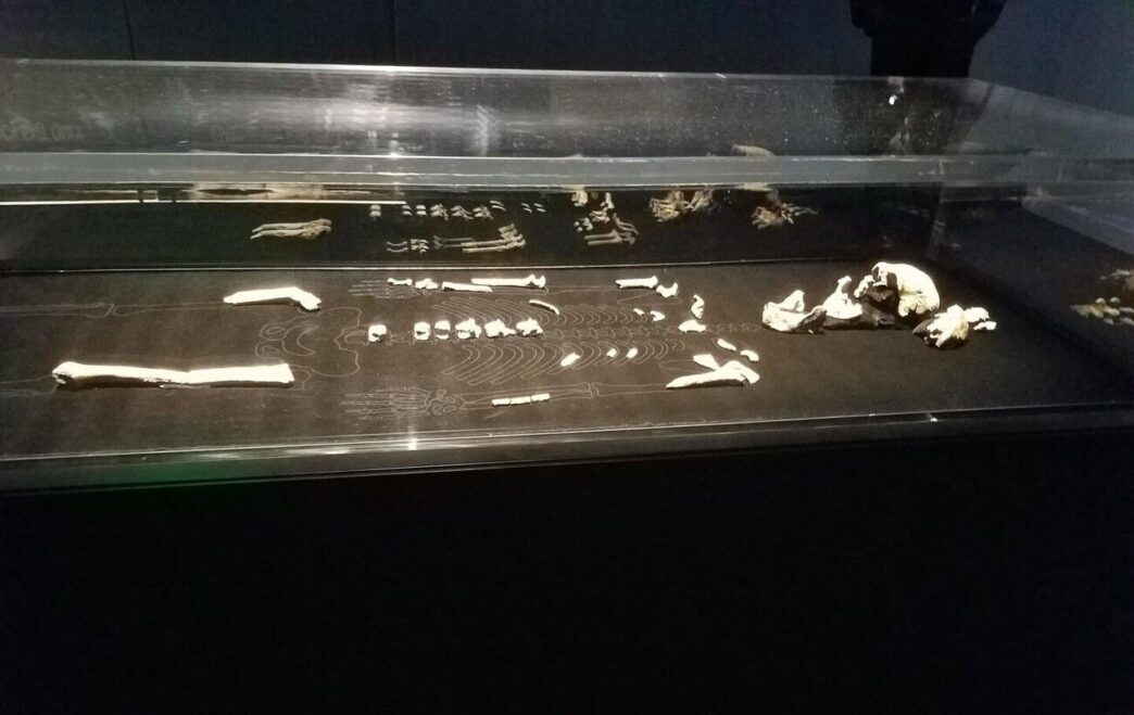 Homo naledi: генетичний аналіз зубної емалі підтверджує виключно жіночі особини у печері 4 Homo naledi: генетичний аналіз зубної емалі підтверджує виключно жіночі особини у печері 3