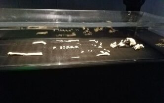 Homo naledi: генетичний аналіз зубної емалі підтверджує виключно жіночі особини у печері 1