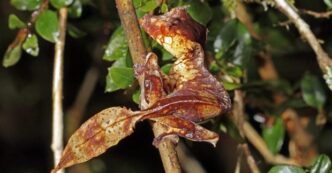 Сатанинський листохвостий гекон (Uroplatus phantasticus): унікальна рептилія Мадагаскару 1