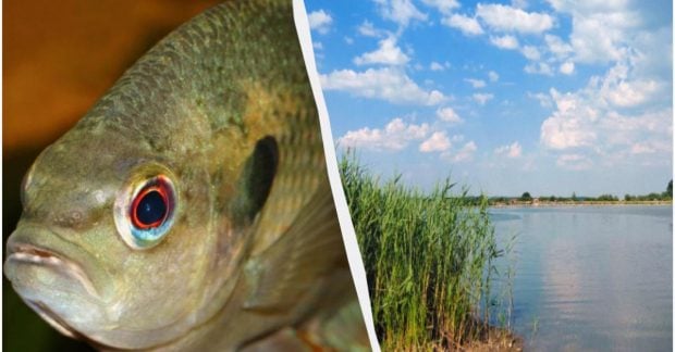 "В'є" гнізда як птах: інвазійний сонячний окунь і його вплив на рибальство в Україні 28 "В'є" гнізда як птах: інвазійний сонячний окунь і його вплив на рибальство в Україні 27