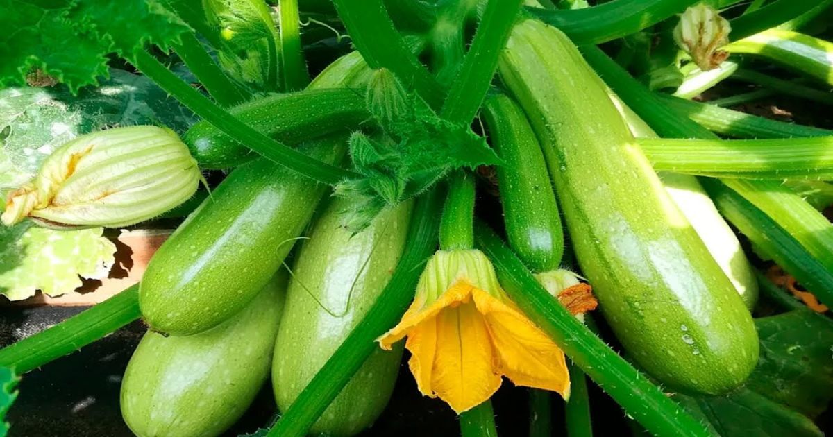 Обрізування кабачків: підвищення врожайності та продовження плодоношення до осені 45