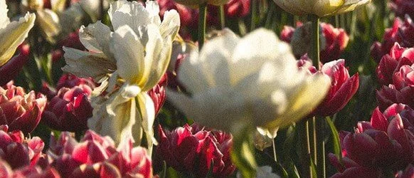 30 липня: церковне і світове свято, історія та традиції 133