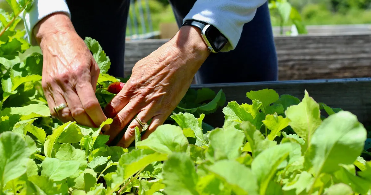 Як захистити город від спеки: 4 практичних способи зберегти овочі 25