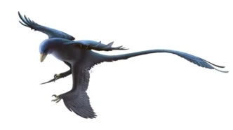 Новий чотирикрилий мікрораптор Norellraptor barsboldi знайдено в Китаї 507