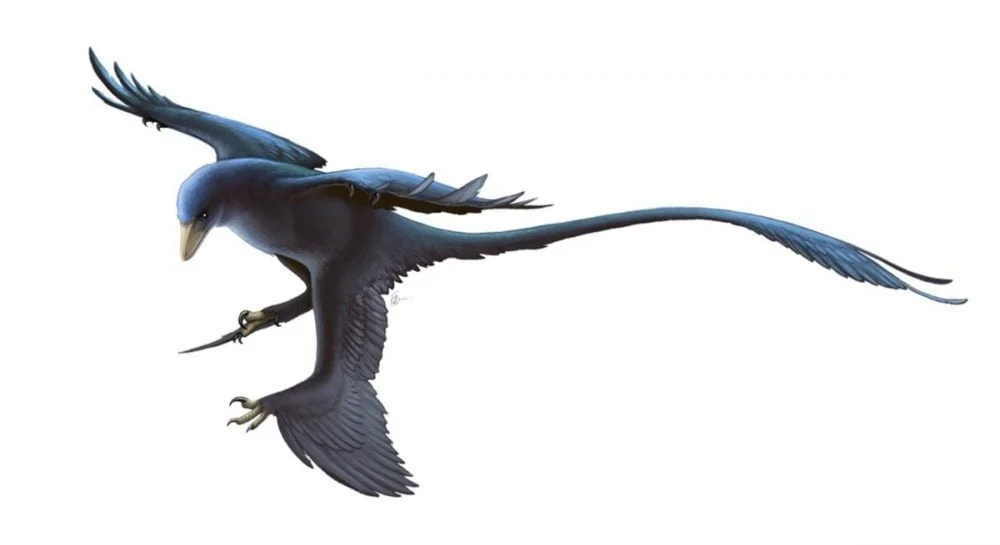 Новий чотирикрилий мікрораптор Norellraptor barsboldi знайдено в Китаї 29