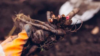 Догляд за півоніями в жовтні: 6 кроків підготовки до зими 521
