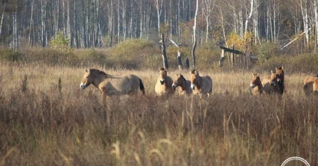 У Чорнобильському заповіднику виявлено табун коней Пржевальського 35