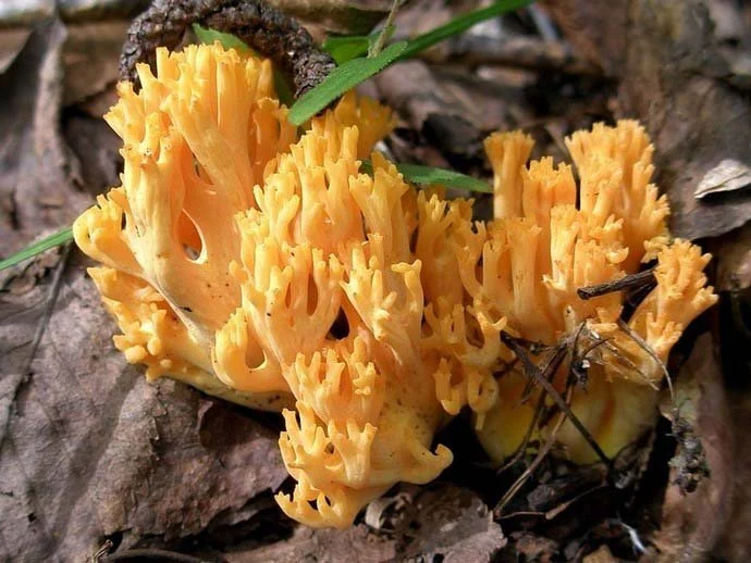 Оленячі ріжки (Ramaria) в українських лісах: ідентифікація, місця росту та безпека вживання 6 Оленячі ріжки (Ramaria) в українських лісах: ідентифікація, місця росту та безпека вживання 5