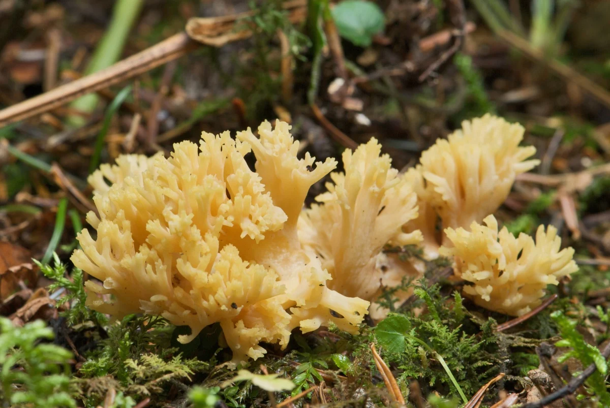 Оленячі ріжки (Ramaria) в українських лісах: ідентифікація, місця росту та безпека вживання 8 Оленячі ріжки (Ramaria) в українських лісах: ідентифікація, місця росту та безпека вживання 7