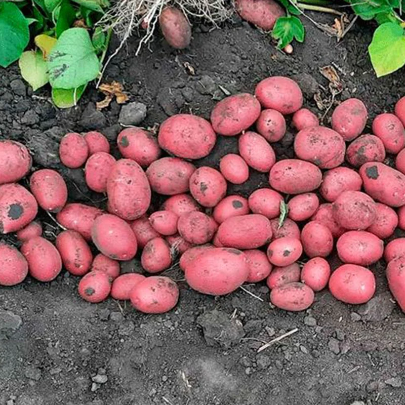 Вибір картоплі за сортом: що підходить для пюре, смаження та салатів 10 Вибір картоплі за сортом: що підходить для пюре, смаження та салатів 9